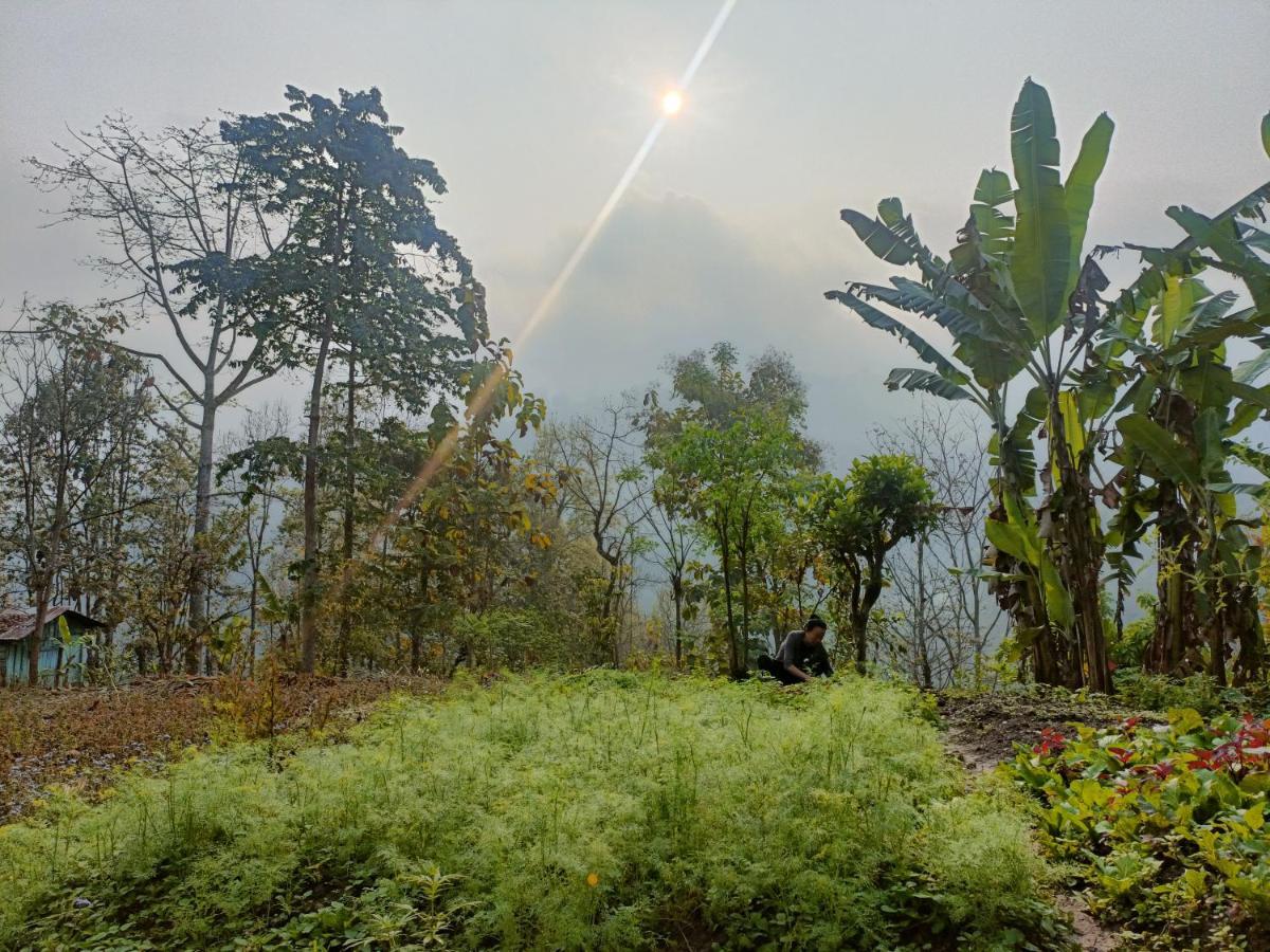 Live In Nature Darjeeling  Eksteriør billede